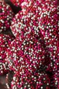 Valentine`s Red and White Chocolate NonPareils Royalty Free Stock Photo