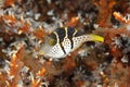 Valentine`s Sharpnosed Puffer, Canthigaster valentini Royalty Free Stock Photo
