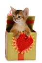 Valentine theme kitten in a present box Royalty Free Stock Photo