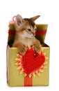 Valentine theme kitten in a present box Royalty Free Stock Photo