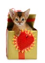 Valentine theme kitten in a present box Royalty Free Stock Photo