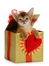 Valentine theme kitten in a present box Royalty Free Stock Photo