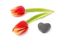 Valentine tulips Royalty Free Stock Photo