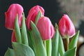 Valentine Tulips