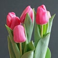 Valentine Tulips Royalty Free Stock Photo