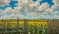 valentine's Day A field of sunflowers under a blue sky with white clouds. The sunflowers are yellow and bright Royalty Free Stock Photo