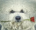 Bishon frise dog with rose in his mouth Royalty Free Stock Photo