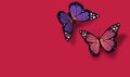 Valentines Butterflies meeting together graphic background
