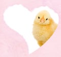 Valentines chicken inside fluffy pink heart