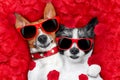 Valentines couple of dogs in love Royalty Free Stock Photo