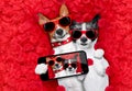 Valentines couple of dogs in love Royalty Free Stock Photo