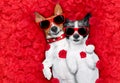 Valentines couple of dogs in love Royalty Free Stock Photo