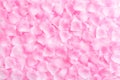 Valentines day background concept. Top view of pink roses petals Royalty Free Stock Photo