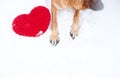 Valentines Day card with dog on white background. Paws of German Shepherd of red color on snow with large soft toy red heart Royalty Free Stock Photo