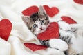 Valentines Day cat. Small striped kitten playing with red hearts on light white blanket on bed, looking at camera