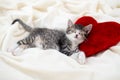 Valentines Day cat. Small striped kitten sleeping on heart shape red pillow on light white blanket on bed. domestic pets