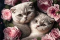 Valentines Day Cuddling Animals - Scottish Fold Couple1 (Generative AI) Royalty Free Stock Photo