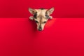 Valentines day,dog cute,small happy terrier puppy gets out of a red background with a copy space,store with pet products or an