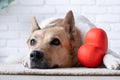 dog holding red heart, lying on rug at home