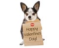 Valentines day dog kiss