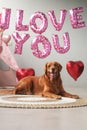 Valentines Day dog lies on a background of balloons in the shape of hearts Royalty Free Stock Photo