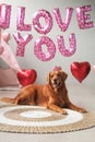 Valentines Day dog lies on a background of balloons in the shape of hearts Royalty Free Stock Photo