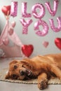 Valentines Day dog lies on a background of balloons in the shape of hearts Royalty Free Stock Photo