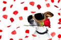 Valentines day dog rose in mouth Royalty Free Stock Photo