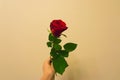 Valentines day a hand holding and giving a red rose isolated on a colored and textured background Royalty Free Stock Photo