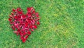 Valentines Day Heart Made of Red Roses petals Isolated on Green Grass background Royalty Free Stock Photo