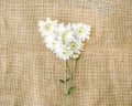 Valentines Day Heart Made of white chrysanthemum on canvas background