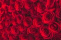 Valentines Day and love concept. Natural red roses background Royalty Free Stock Photo