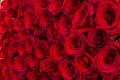 Valentines Day and love concept. Natural red roses background Royalty Free Stock Photo