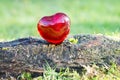 Valentines day love heart with sunlight outside