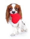 Valentines day photo. Dog with hear. Puppy with plush sof heart. Valentine`s day spaniel. Puppy love. Cute king charles Royalty Free Stock Photo