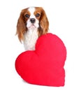 Valentines day photo. Dog with hear. Puppy with plush sof heart. Valentine`s day spaniel. Puppy love. Cute king charles Royalty Free Stock Photo