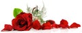 Valentines Day Roses Banner with Rose Petals - Panorama isolated on white Background