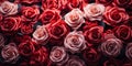 Valentines Day Theme A Sea of Deep Red and Pink Roses Symbolizing Romantic Love and Affection Royalty Free Stock Photo