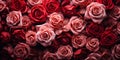 Valentines Day Theme A Sea of Deep Red and Pink Roses Symbolizing Romantic Love and Affection Royalty Free Stock Photo