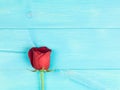 Valentines Day Traditional Red Roses Royalty Free Stock Photo
