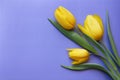 Valentines Day Tulips Romantic Card - Stock Photo Royalty Free Stock Photo