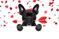 Valentines dog