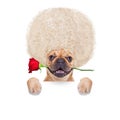 Valentines dog Royalty Free Stock Photo