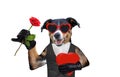 Valentines dog with a gift and a rose wearing sunglasses Royalty Free Stock Photo