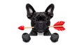 Valentines dog in love Royalty Free Stock Photo