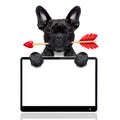 Valentines dog in love Royalty Free Stock Photo