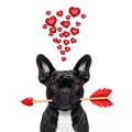 Valentines dog in love Royalty Free Stock Photo