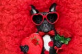 Valentines dog in love Royalty Free Stock Photo