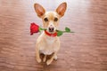 Valentines dog in love with rose in mouth Royalty Free Stock Photo