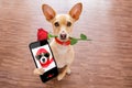 Valentines dog in love with rose in mouth Royalty Free Stock Photo
